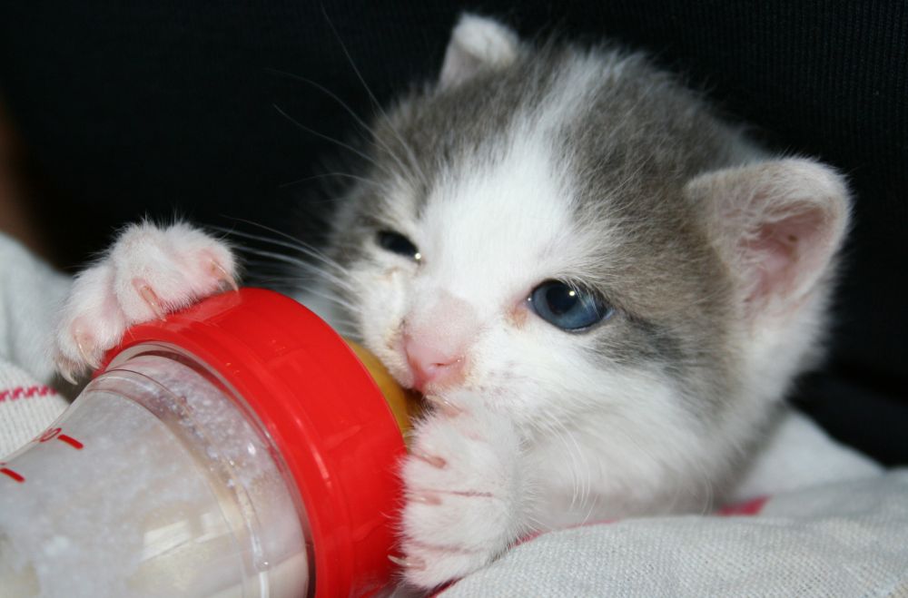 Età svezzamento gattino